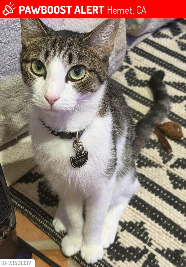 Lost Male Cat last seen Vista del valle crest drive, Hemet, CA 92544