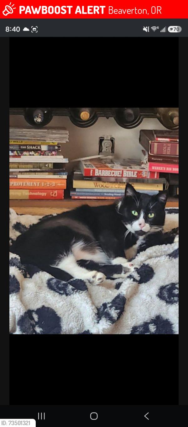 Lost Male Cat last seen Queen, Beaverton, OR 97008