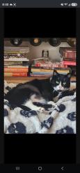 Lost Male Cat last seen Queen, Beaverton, OR 97008