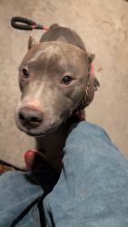 Found/Stray Female Dog last seen 12th Street and Glendale, Philadelphia, PA 19126