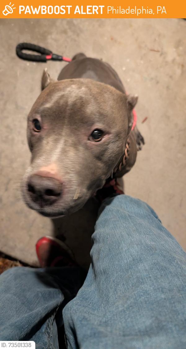 Found/Stray Female Dog last seen 12th Street and Glendale, Philadelphia, PA 19126