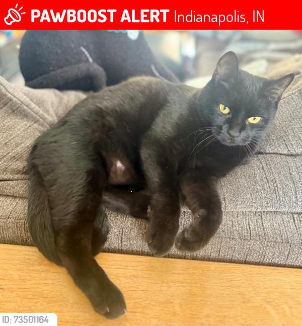 Lost Male Cat last seen Near Twyckenham Drive, Indianapolis, IN 46236