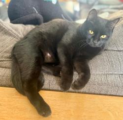 Lost Male Cat last seen Near Twyckenham Drive, Indianapolis, IN 46236