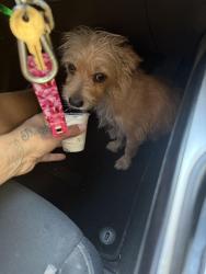 Lost Female Dog last seen 5th st, Colton, CA 92324