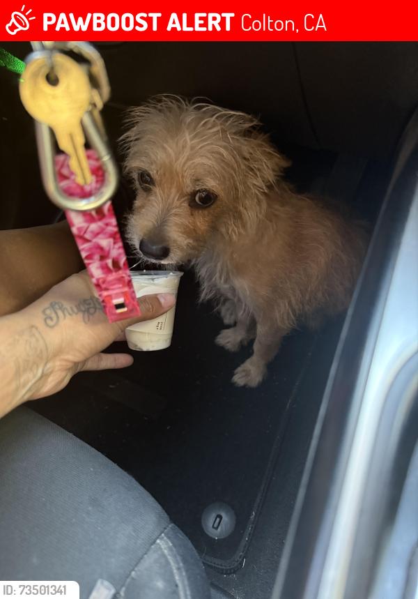 Lost Female Dog last seen 5th st, Colton, CA 92324