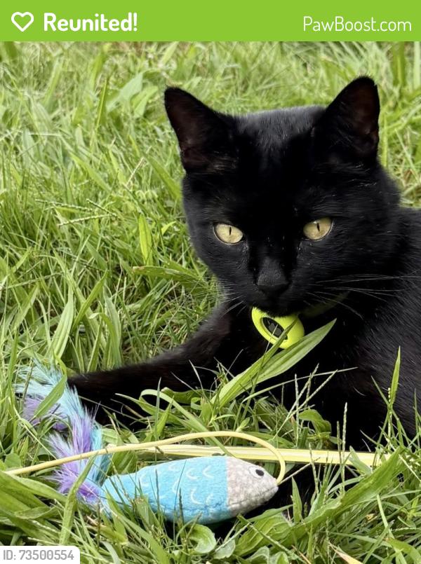 Reunited Male Cat last seen Karma Farma (farm), Hopkinton, MA 01748