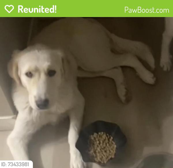Reunited Male Dog last seen Tsuu T’ina Nation, Priddis, AB T3T 0A6