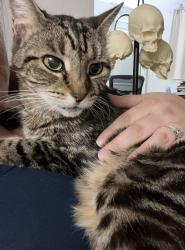 Lost Female Cat last seen Off Drew St, between Belcher and Old Coachman, Clearwater, FL 33763