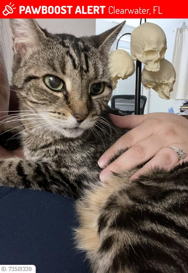 Lost Female Cat last seen Off Drew St, between Belcher and Old Coachman, Clearwater, FL 33763
