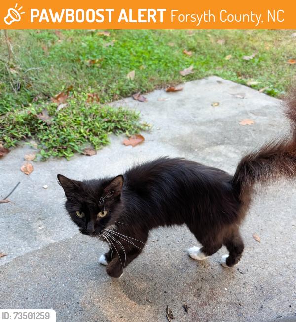 Found/Stray Unknown Cat last seen Near Ebert Rd, Forsyth County, NC 27127