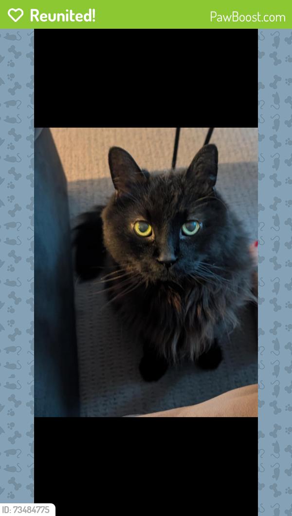 Reunited Male Cat last seen 86th street and 34th ave NW, Calgary, AB T3B 1R5