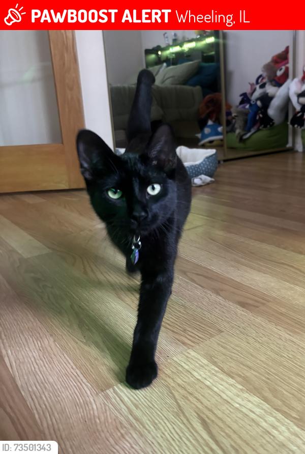 Lost Male Cat last seen Arlington road, Broadway ct, Wheeling, IL 60090