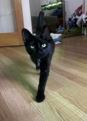 Lost Male Cat last seen Arlington road, Broadway ct, Wheeling, IL 60090