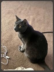 Reunited Male Cat last seen Near Lupin Dr, Fayetteville, NC 28306, USA, Fayetteville, NC 28306