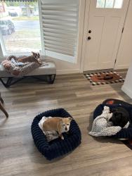 Reunited Male Dog last seen 800w 500n, Salt Lake City, UT 84116