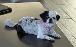 Reunited Female Dog last seen 215th street, Pioneer Blvd., Lakewood, CA 90716