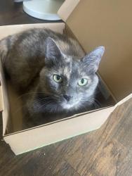 Lost Female Cat last seen 17th and Ferry, Niles, MI 49120