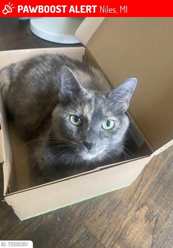 Lost Female Cat last seen 17th and Ferry, Niles, MI 49120