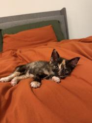 Shelter Stray Female Cat last seen Near Francis Street, San Diego, CA, 92102, 5500 Gaines St, San Diego, CA 92110, USA
