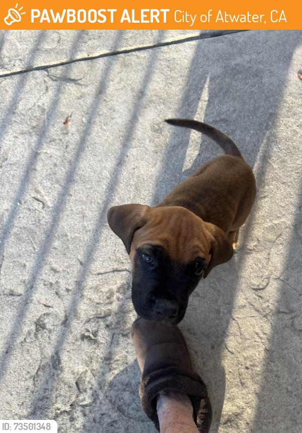Found/Stray Unknown Dog last seen Highway 140, City of Atwater, CA 95301
