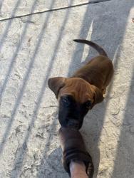 Found/Stray Unknown Dog last seen Highway 140, City of Atwater, CA 95301