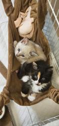 Shelter Stray Female Cat last seen Near Sycamore Road, San Diego, CA, 92173, 5500 Gaines St, San Diego, CA 92110, USA