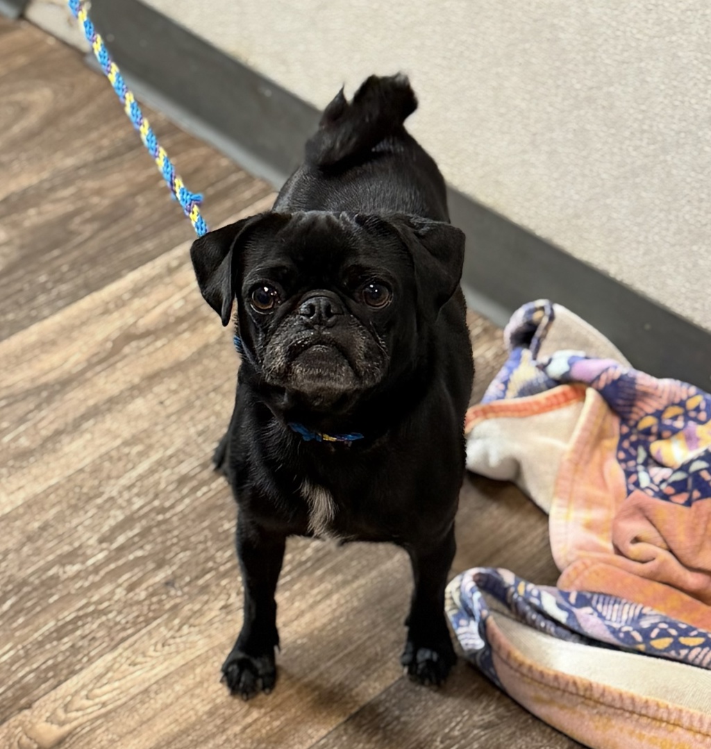 Shelter Stray Female Dog last seen Near Beyer Way, Chula Vista, CA, 91911, 5500 Gaines St, San Diego, CA 92110, USA