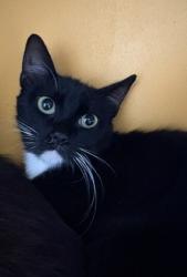 Shelter Stray Female Cat last seen Near 20th Street, San Diego, CA, 92101, 5500 Gaines St, San Diego, CA 92110, USA