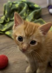 Shelter Stray Female Cat last seen Coronado Avenue, San Diego, CA, 92154, 5500 Gaines St, San Diego, CA 92110, USA