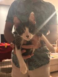 Shelter Stray Female Cat last seen Near 47th Street, San Diego, CA, 92115, 5500 Gaines St, San Diego, CA 92110, USA