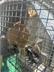 Shelter Stray Unknown Cat last seen Near Windy Pines Bend, VIRGINIA BEACH, VA, 23456, 341 S Birdneck Rd, Virginia Beach, VA 23451, USA