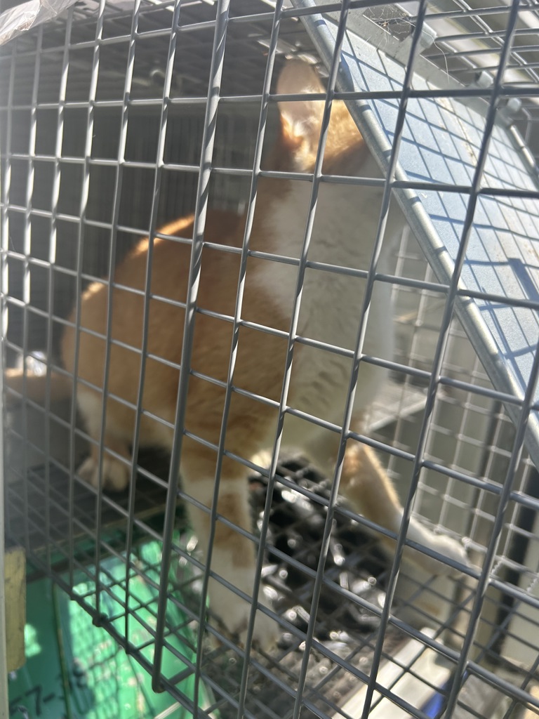 Shelter Stray Unknown Cat last seen Near Windy Pines Bend, VIRGINIA BEACH, VA, 23456, 341 S Birdneck Rd, Virginia Beach, VA 23451, USA
