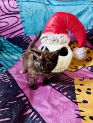 Shelter Stray Female Cat last seen Near Market Street, San Diego, CA, 92102, 5500 Gaines St, San Diego, CA 92110, USA
