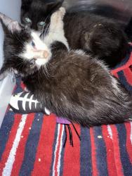 Shelter Stray Female Cat last seen Near St Pauls Avenue, STATEN ISLAND, NY, 10301, 3139 Veterans Rd W, Staten Island, NY 10309, USA
