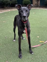 Shelter Stray Male Dog last seen Near Washington Avenue, Oceanside, CA, 92054, Oceanside, CA 92058, USA
