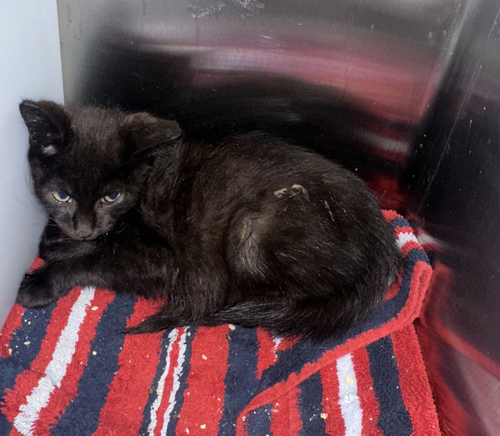 Shelter Stray Male Cat last seen Near St Pauls Avenue, STATEN ISLAND, NY, 10301, 3139 Veterans Rd W, Staten Island, NY 10309, USA