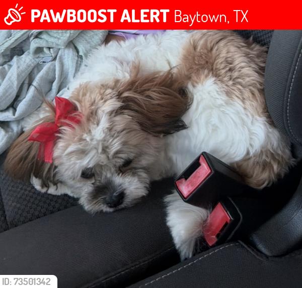 Lost Female Dog last seen Harvest steel rd / Redwood Branch st, Baytown, TX 77521