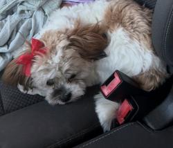 Lost Female Dog last seen Harvest steel rd / Redwood Branch st, Baytown, TX 77521
