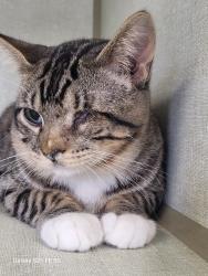 Reunited Male Cat last seen Mann Rd, Cut and Shoot, TX 77303, USA, Cut and Shoot, TX 77303
