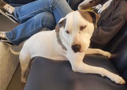 Reunited Female Dog last seen La Puente City Hall, La Puente, CA 91744