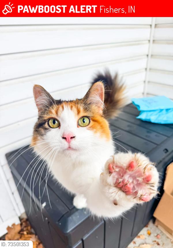 Lost Female Cat last seen 131st Street and Cumberland aroad, Fishers, IN 46038