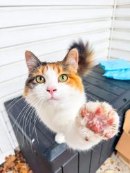 Lost Female Cat last seen 131st Street and Cumberland aroad, Fishers, IN 46038