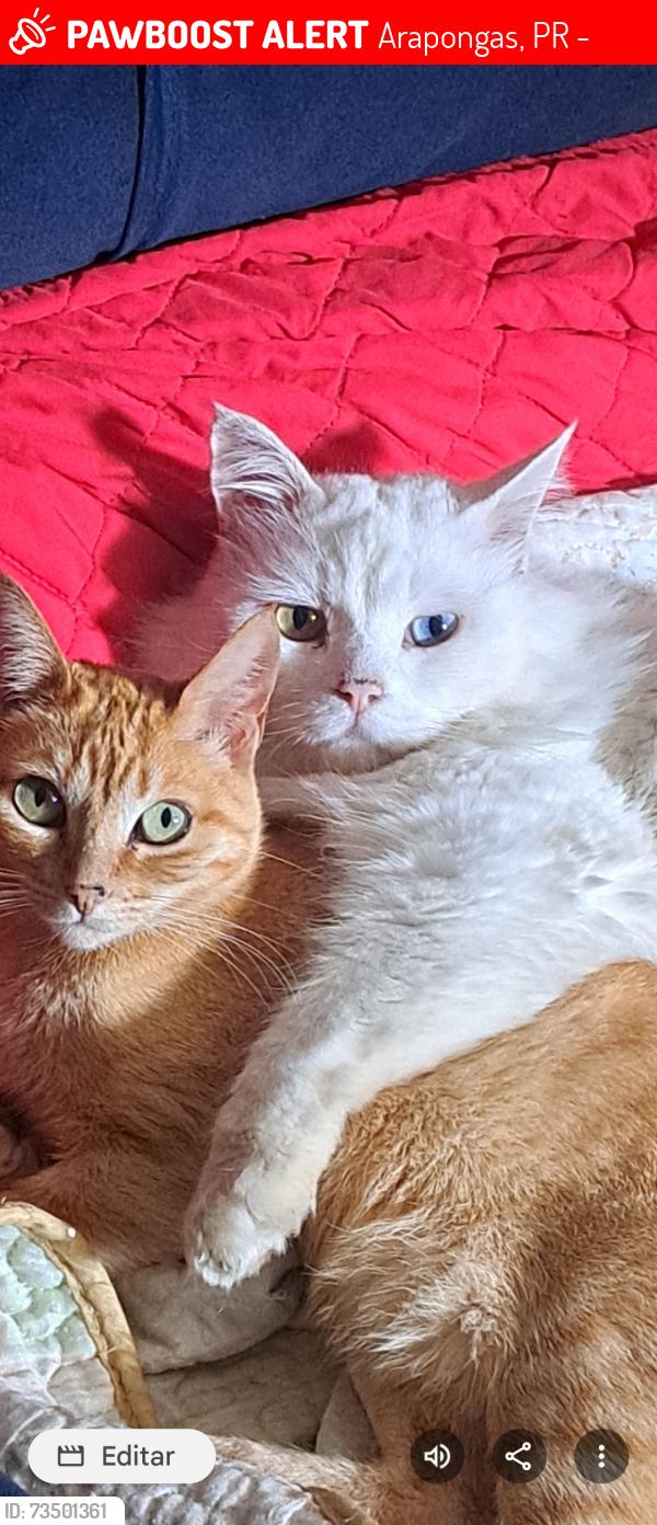 Lost Male Cat last seen Cardeal do bico amarelo conjunto águias, Arapongas, PR 86707-380