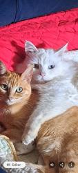 Lost Male Cat last seen Cardeal do bico amarelo conjunto águias, Arapongas, PR 86707-380