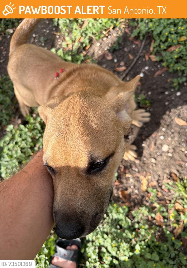 Found/Stray Male Dog last seen Orsinger park, San Antonio, TX 78230