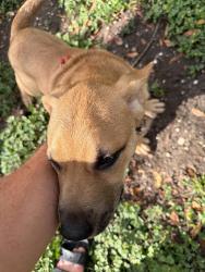 Found/Stray Male Dog last seen Orsinger park, San Antonio, TX 78230