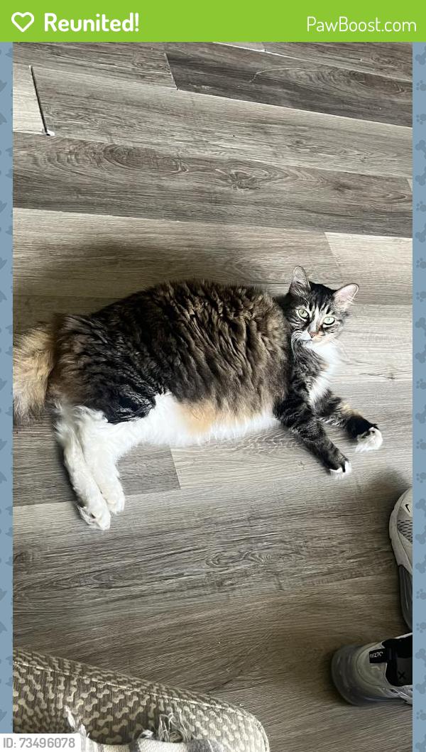 Reunited Male Cat last seen Sublett st, Arlington, TX 76001