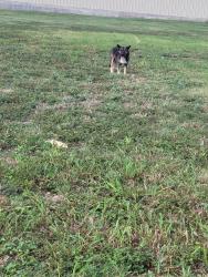 Found/Stray Unknown Dog last seen Qt gas station, San Antonio, TX 78251