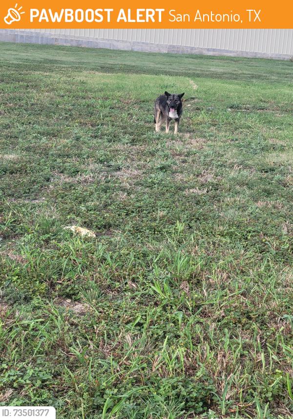 Found/Stray Unknown Dog last seen Qt gas station, San Antonio, TX 78251