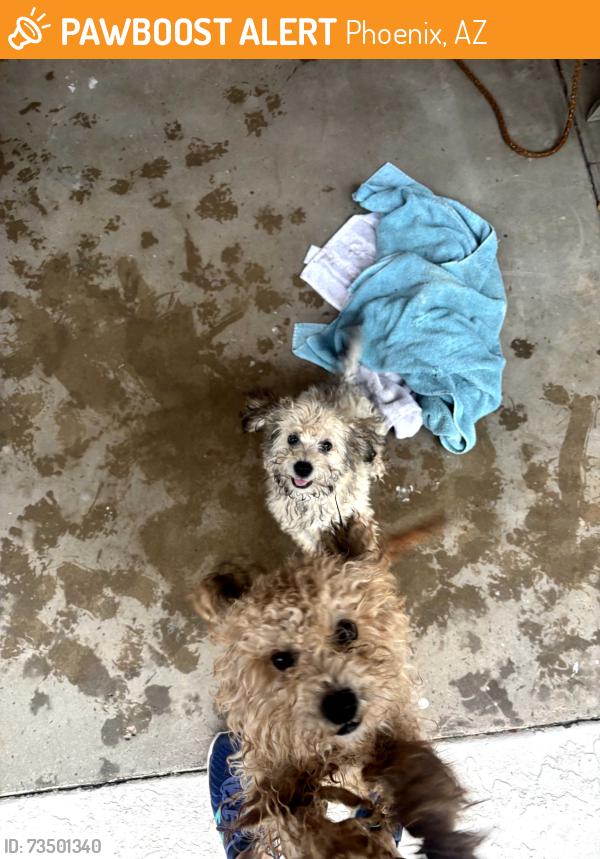 Found/Stray Unknown Dog last seen 35th St and Karen Dr, Phoenix, AZ 85032